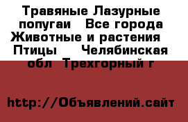 Травяные Лазурные попугаи - Все города Животные и растения » Птицы   . Челябинская обл.,Трехгорный г.